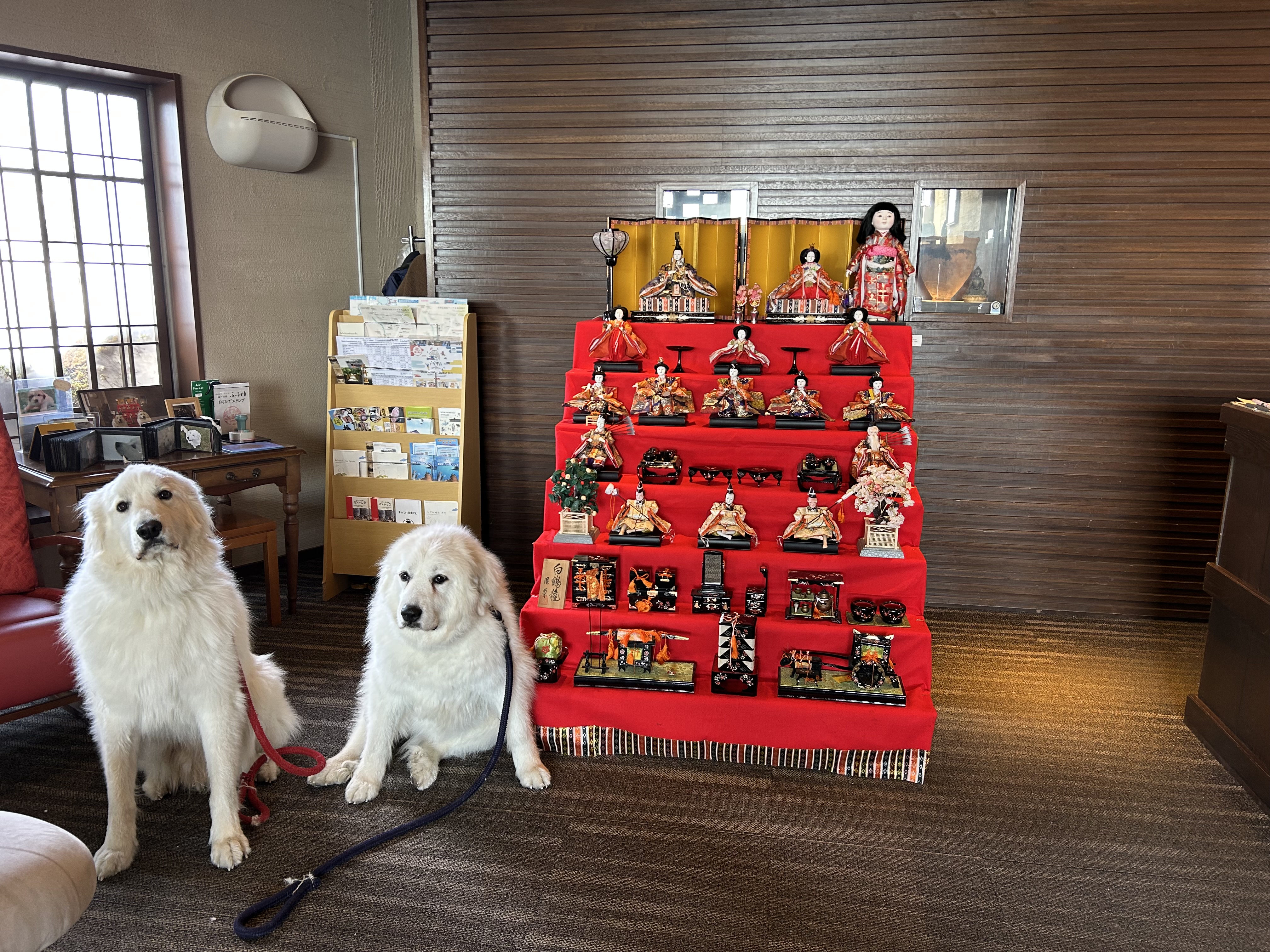 2026年3月3日春ちゃん9歳！ぽこちゃん3歳！お誕生日会開催