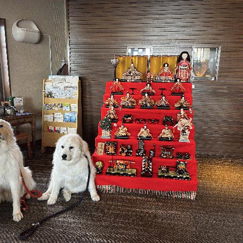 2026年3月3日春ちゃん9歳！ぽこちゃん3歳！お誕生日会開催